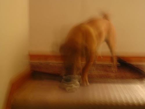 Ghost Mutt