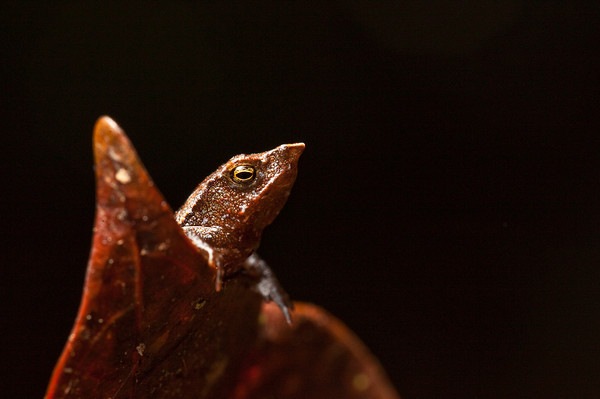 Mr. Burns Toad2