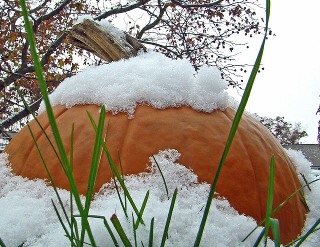 Winter Pumpkin