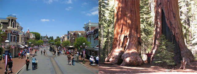 Disneyland Vomit Tree
